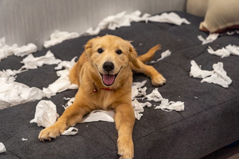 Golden retriever dog playing with toilet paper or tissue on messy sofa