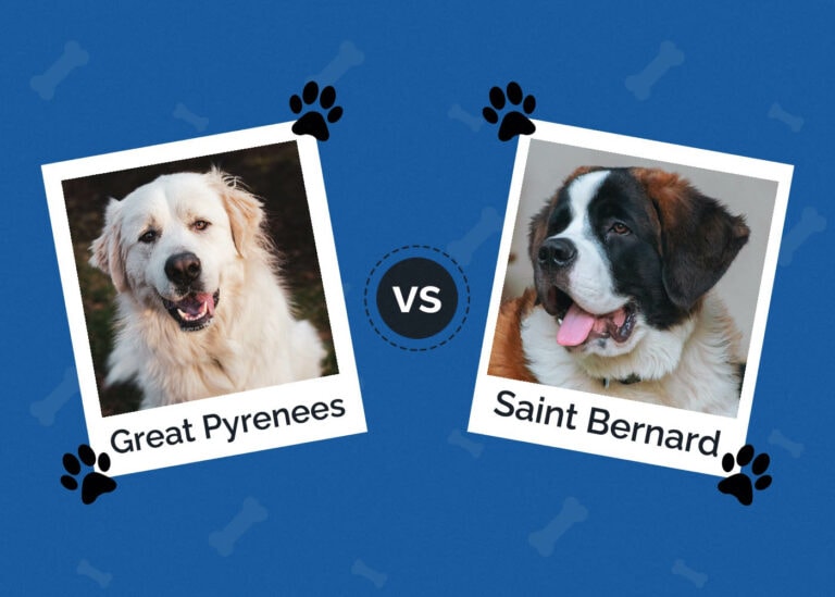 Great Pyrenees Australian Shepherd Mix Pet Breed Info: Pictures ...