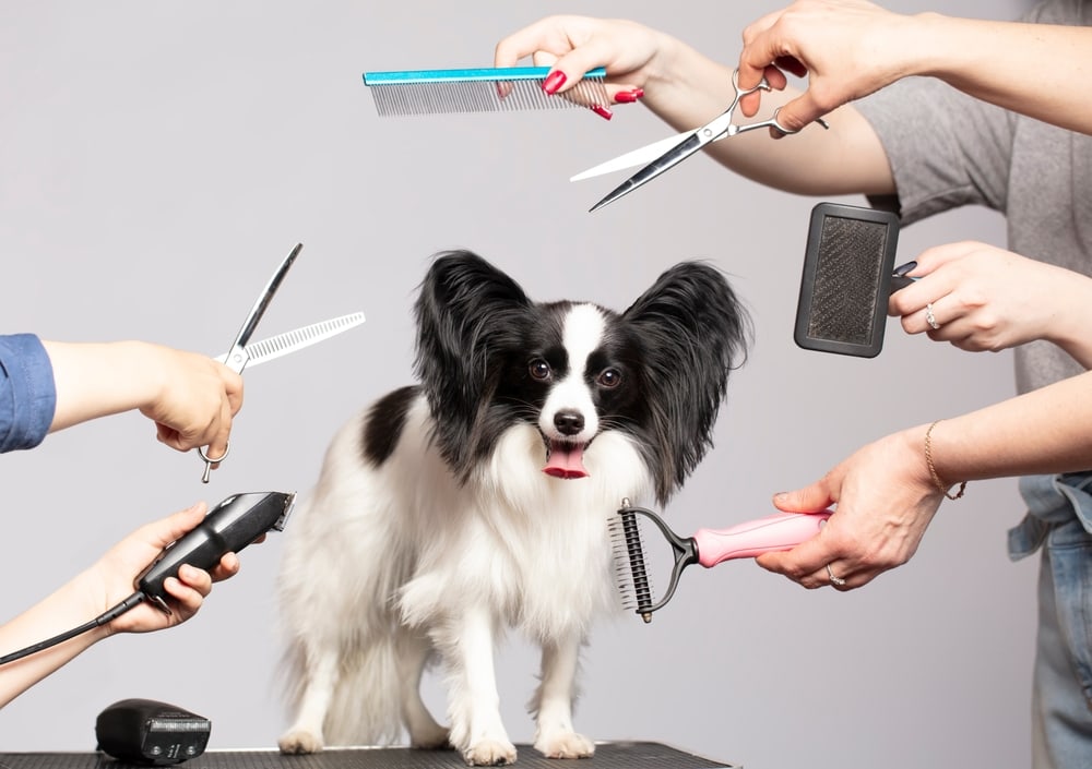 Grooming a Papillon dog with dog grooming tools and brushes