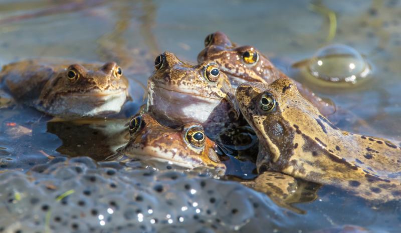 Group European Common brown Frogs in latin Rana temporaria with eggs