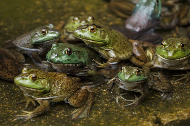 Group of frogs rest in a pool