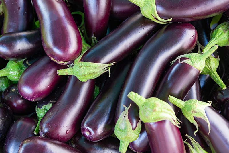 Heap of fresh eggplants