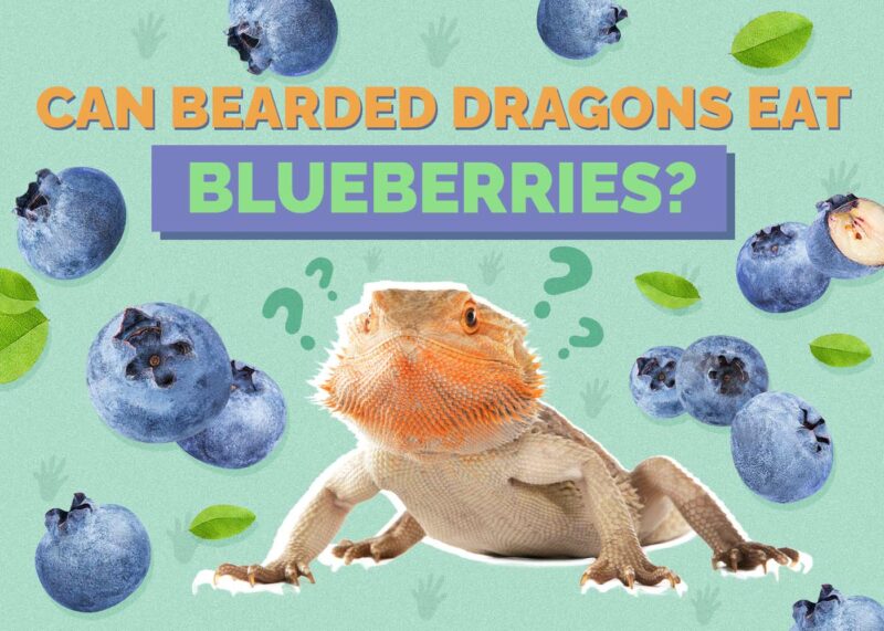 Hepper_Can Bearded Dragons Eat_Blueberries
