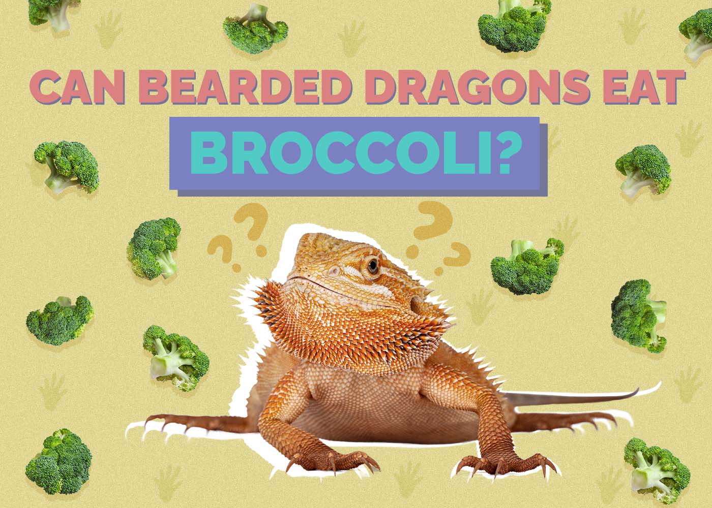 Hepper_Can Bearded Dragons Eat_Broccoli