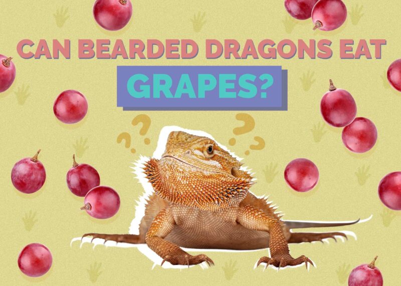 Hepper_Can Bearded Dragons Eat_Grapes