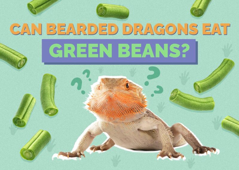 Hepper_Can Bearded Dragons Eat_Green Beans