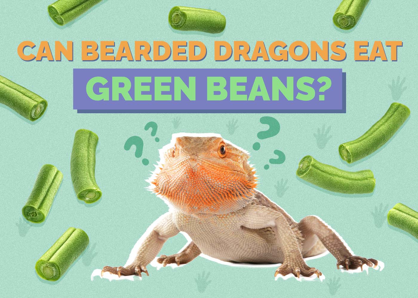 Can Bearded Dragons Eat Green Beans? Vet-Approved Facts &amp; FAQ | Hepper