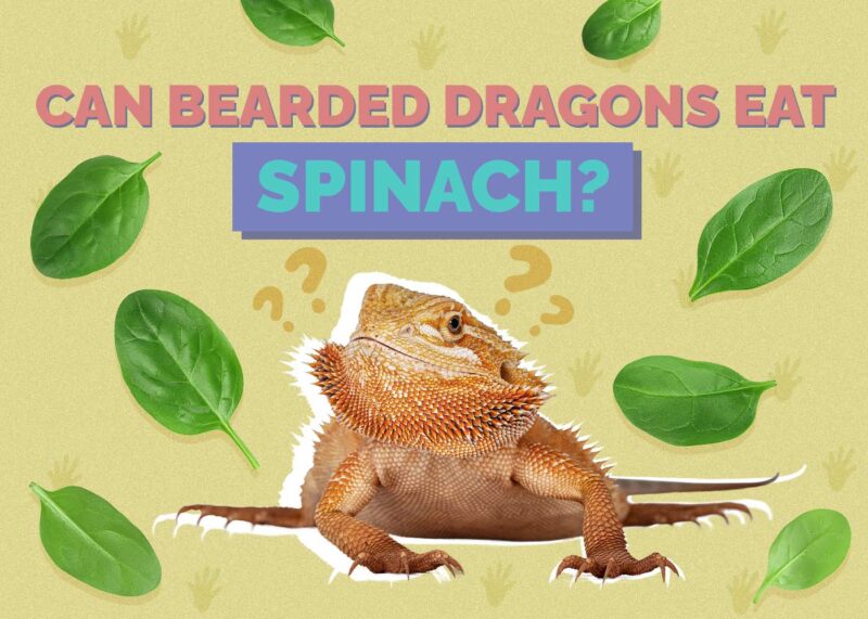Hepper_Can Bearded Dragons Eat_Spinach