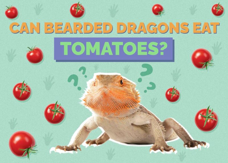 Hepper_Can Bearded Dragons Eat_Tomatoes