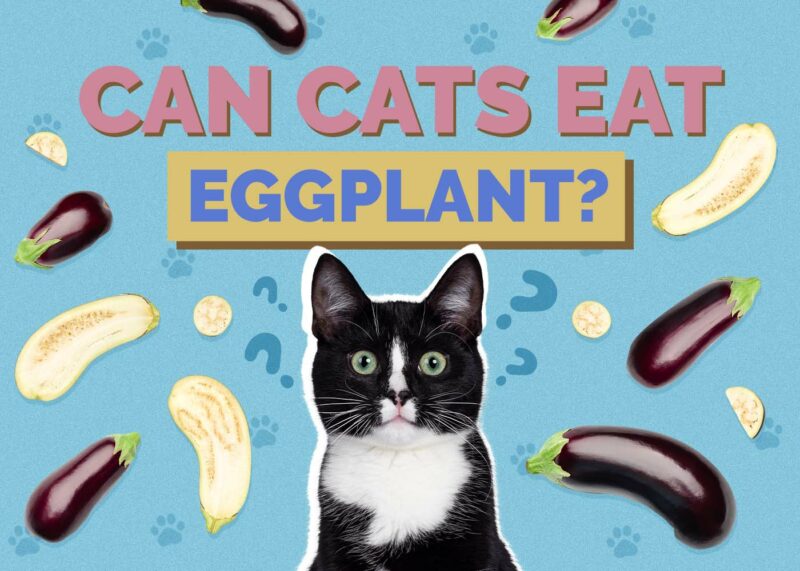 Hepper_Can Cats Eat_Eggplant