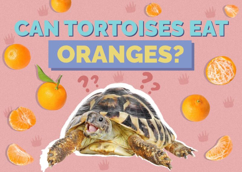 Hepper_Can Tortoises Eat_Oranges