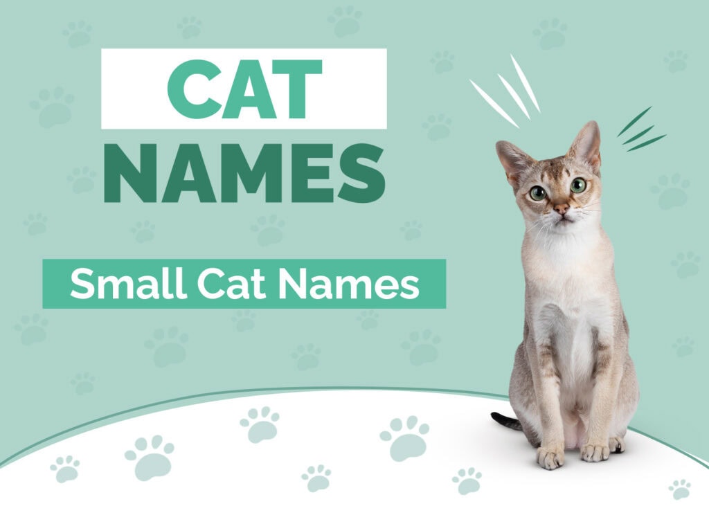 Hepper_Cat Names Post_Small Cat_Jun 28 2024