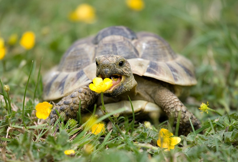 Hermann's Tortoise in a garden eating a buttercup
