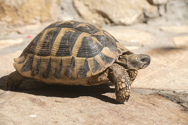 Hermann's tortoise walking