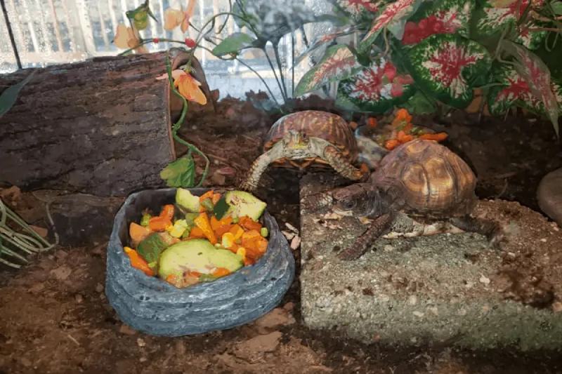 How To Set Up A Box Turtle Tank