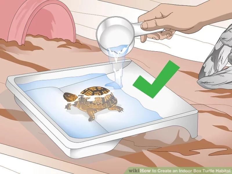 How to Create an Indoor Box Turtle Habitat