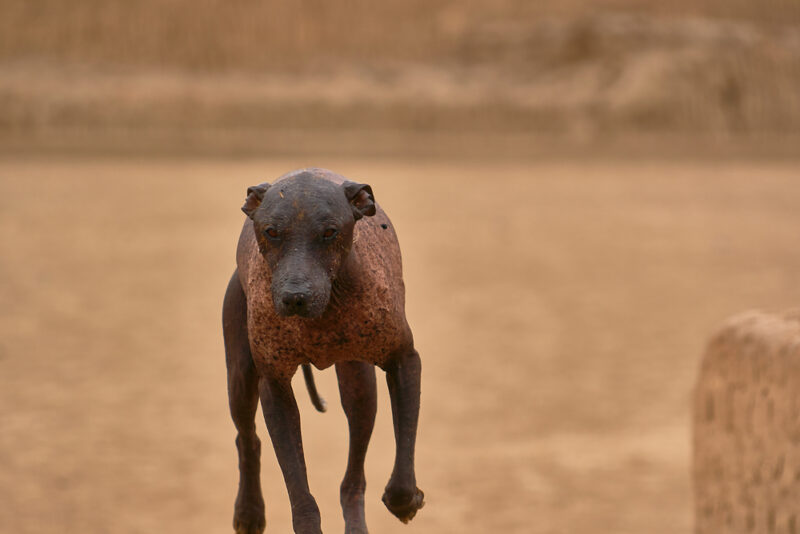 Peruvian hairless dog