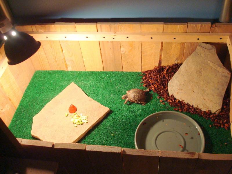 Indoor Box Turtle Habitat