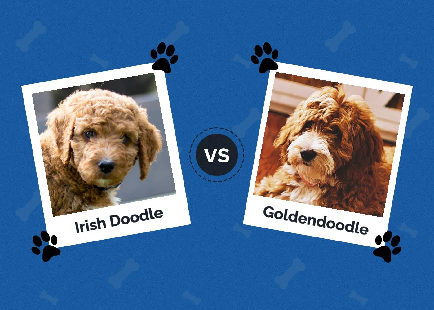 Irish Doodle vs Goldendoodle - Featured Image