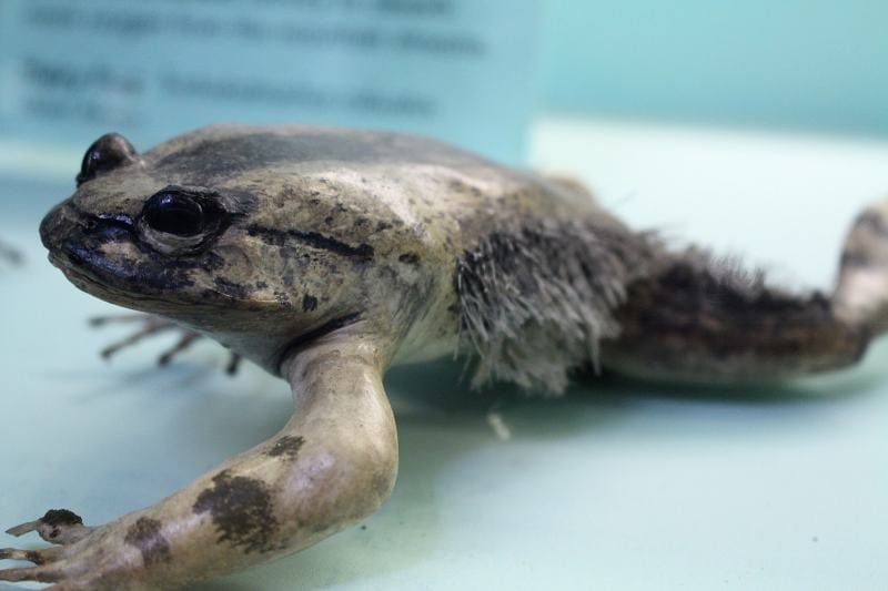 hairy frog (Trichobatrachus robustus)