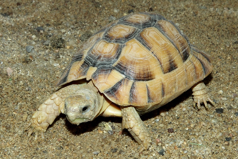 Kleinmann's tortoise (Testudo kleinmanni), also called commonly the Egyptian tortoise