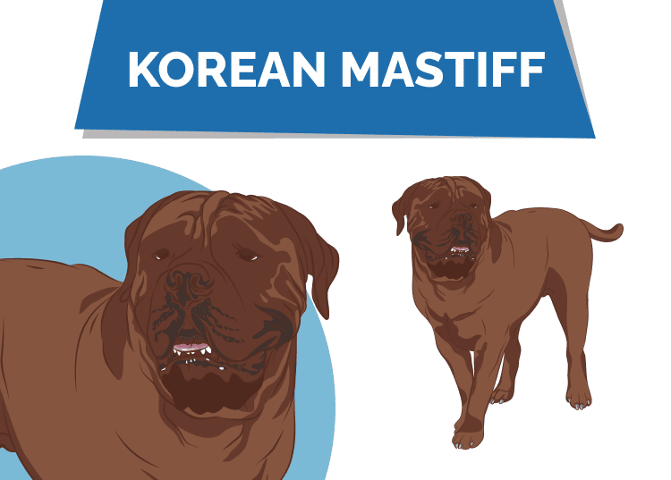 Korean_Mastiff