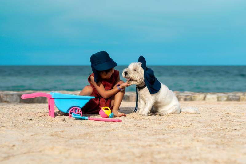 Little girl playing sand at the beach with westie dog