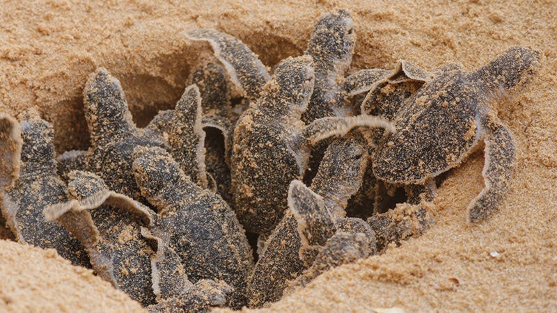 Loggerhead baby sea turtles hatching