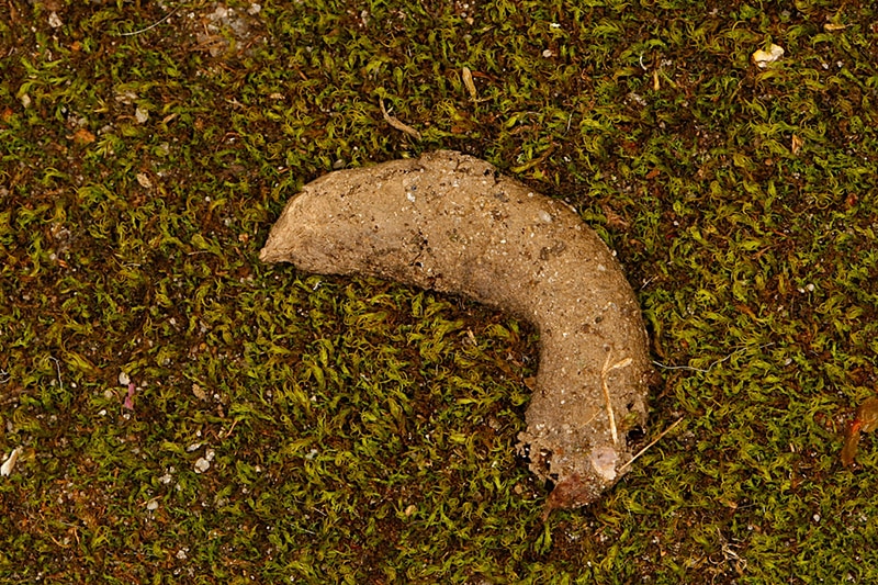 Macro picture of dropping poop from a common toad