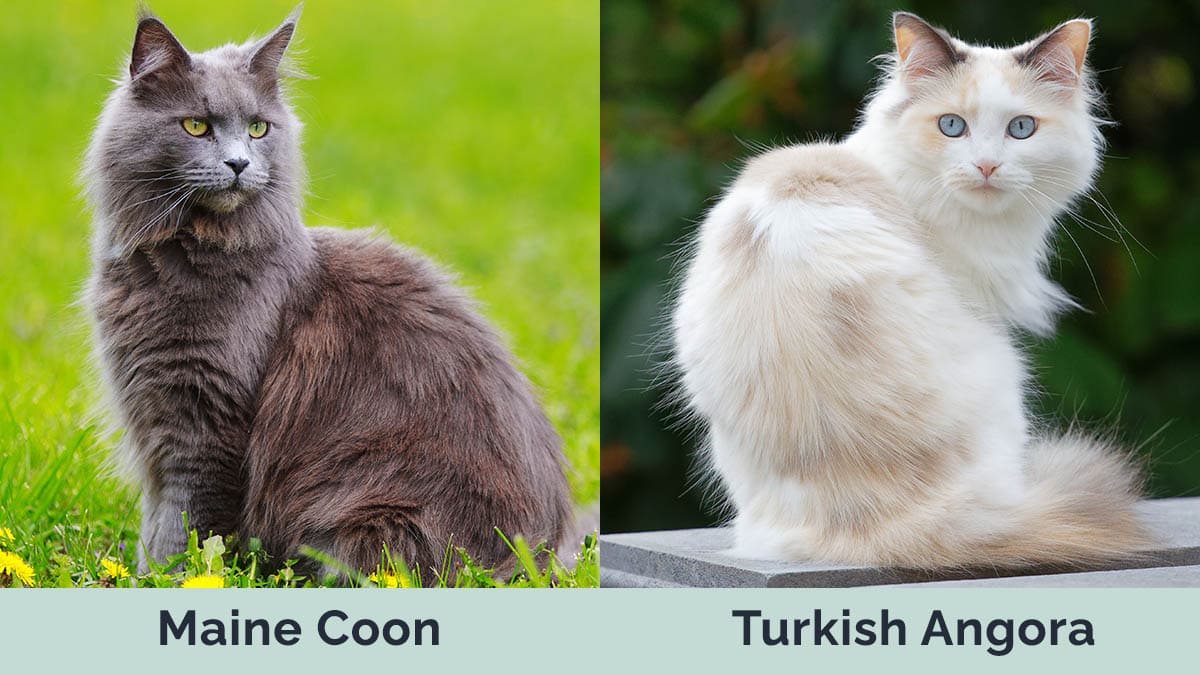 Maine Coon vs Turkish Angora side by side