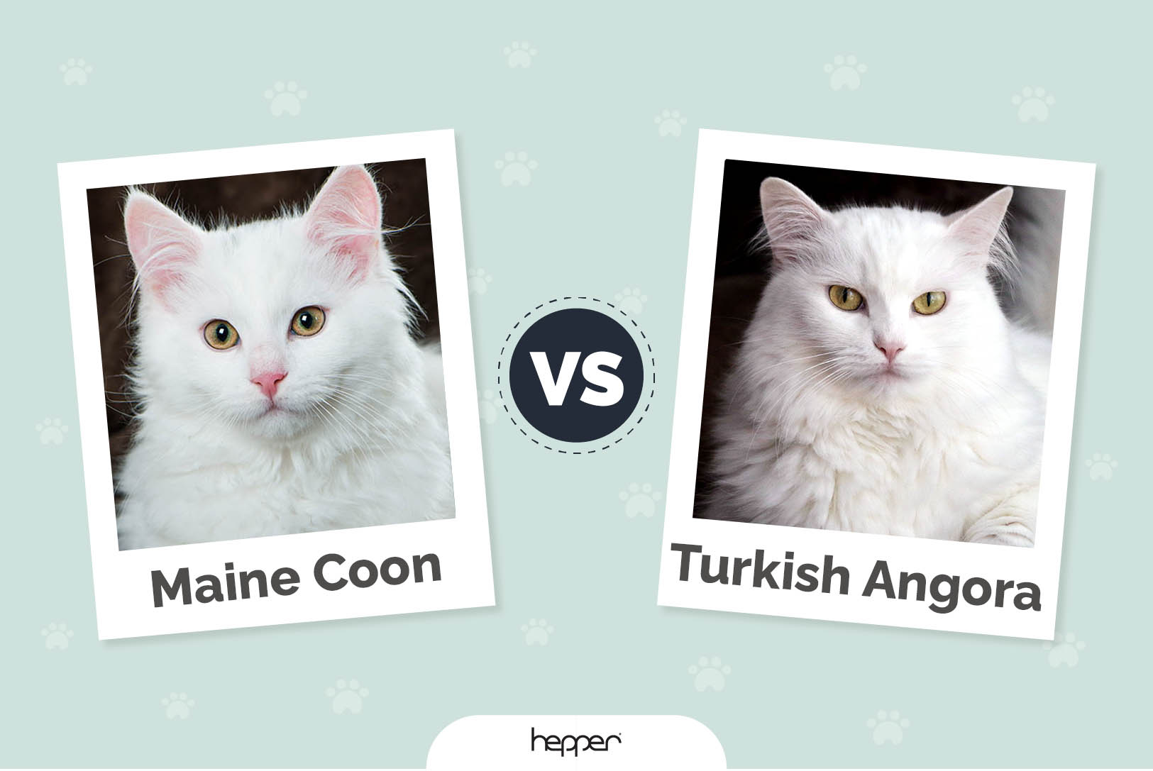 Maine Coon vs Turkish Angora