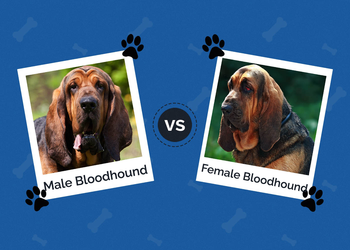 Male vs Female Bloodhound