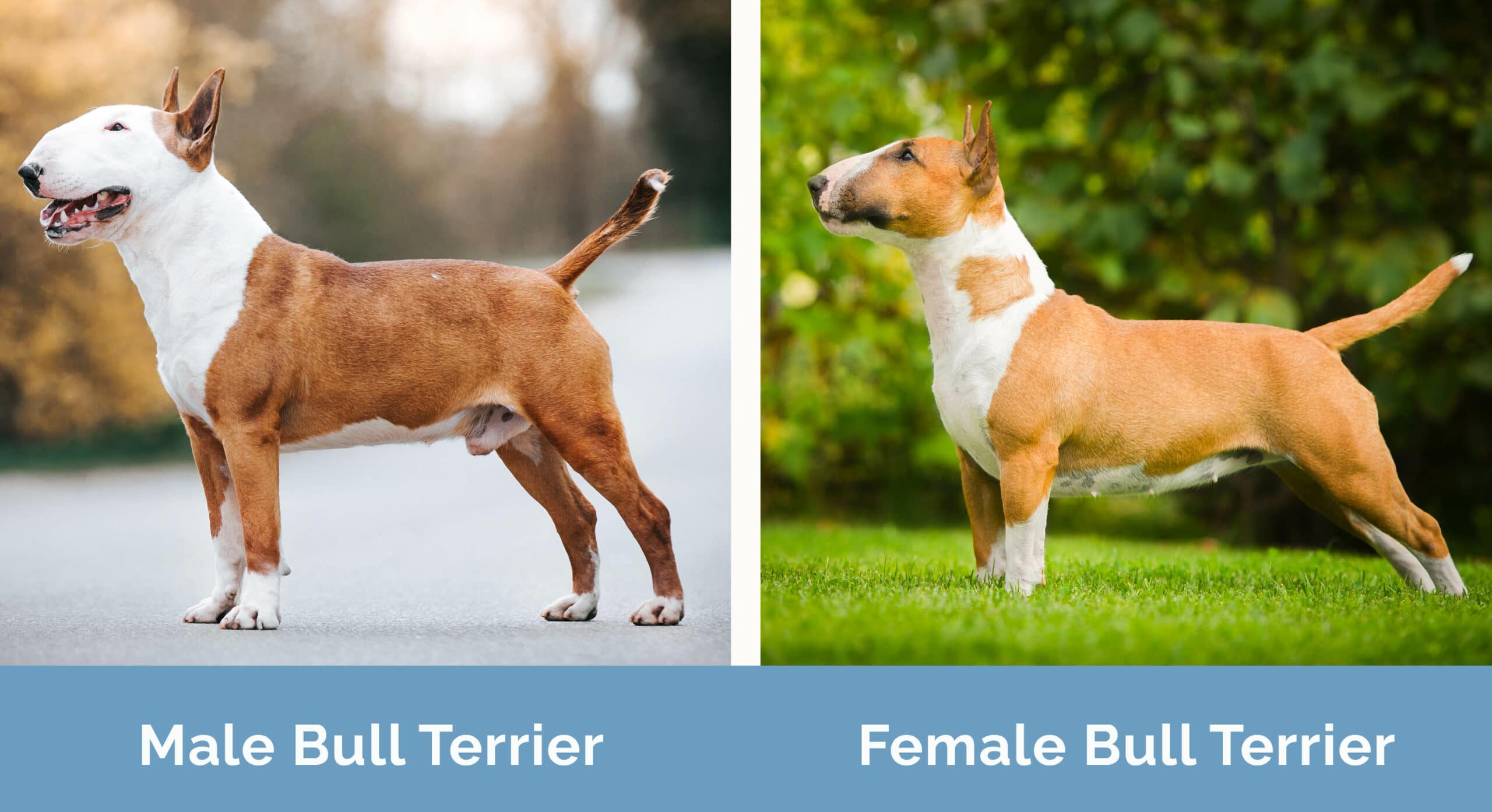 Male vs Female Bull Terrier: The Main Differences (With Pictures) | Hepper