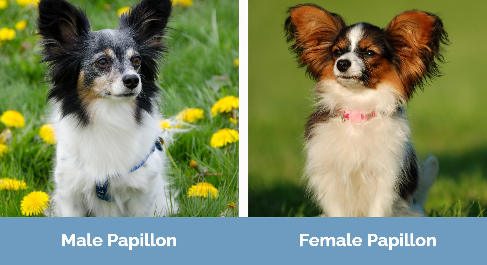 Male vs Female Papillon - Visual Differences
