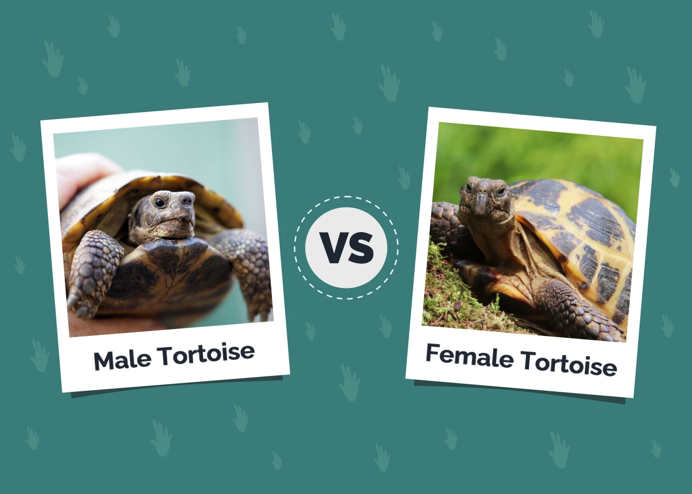 Male vs Female Tortoise - Featured Image