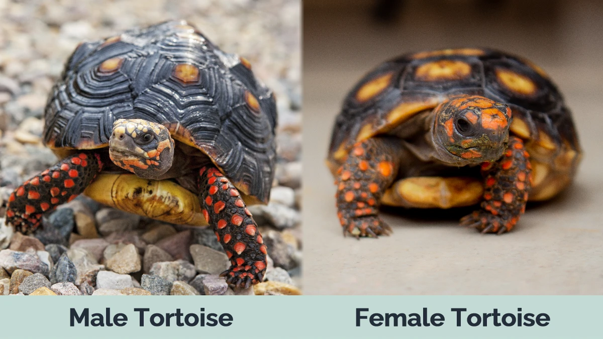 Male vs Female Tortoise - Visual Differences