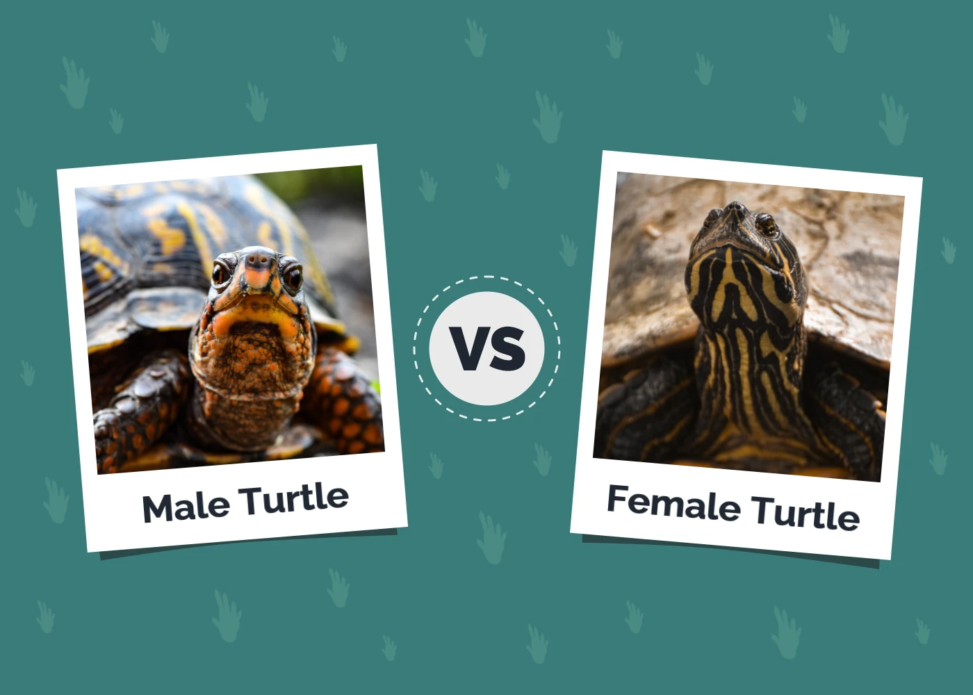 Male vs Female Turtle The Main Differences (With Pictures) Hepper