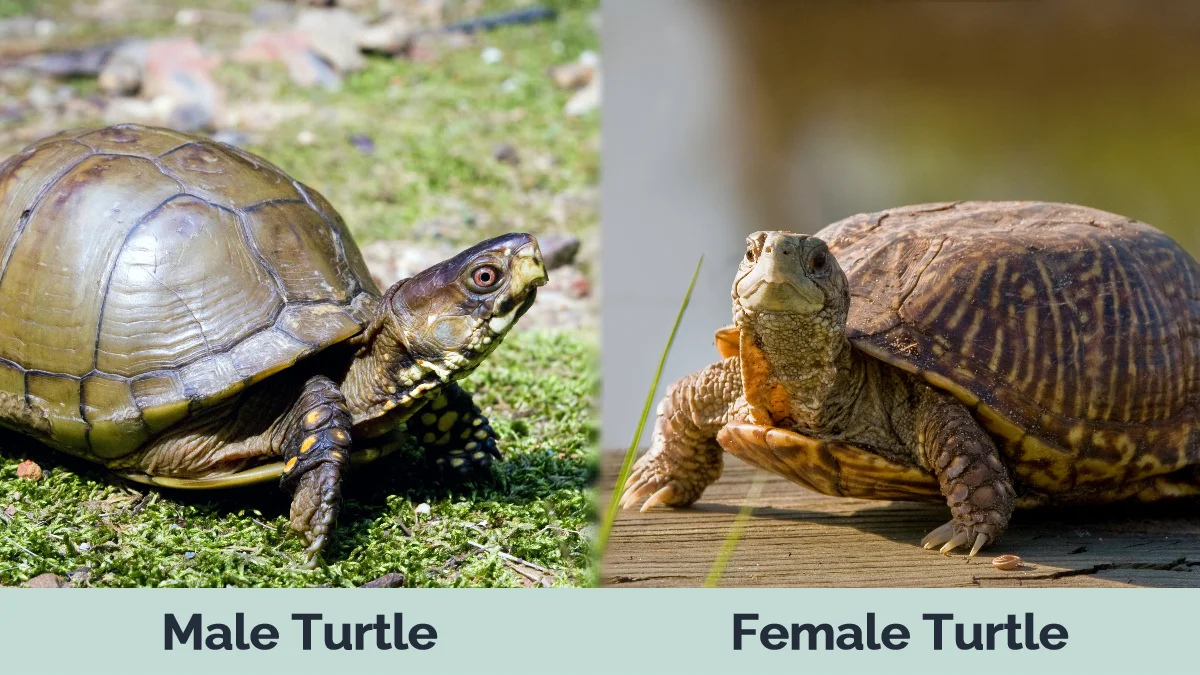 How to Tell the Gender of a Turtle