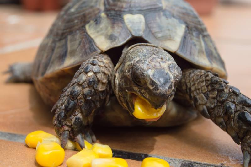 Mediterranean turtle eating corn in the sun