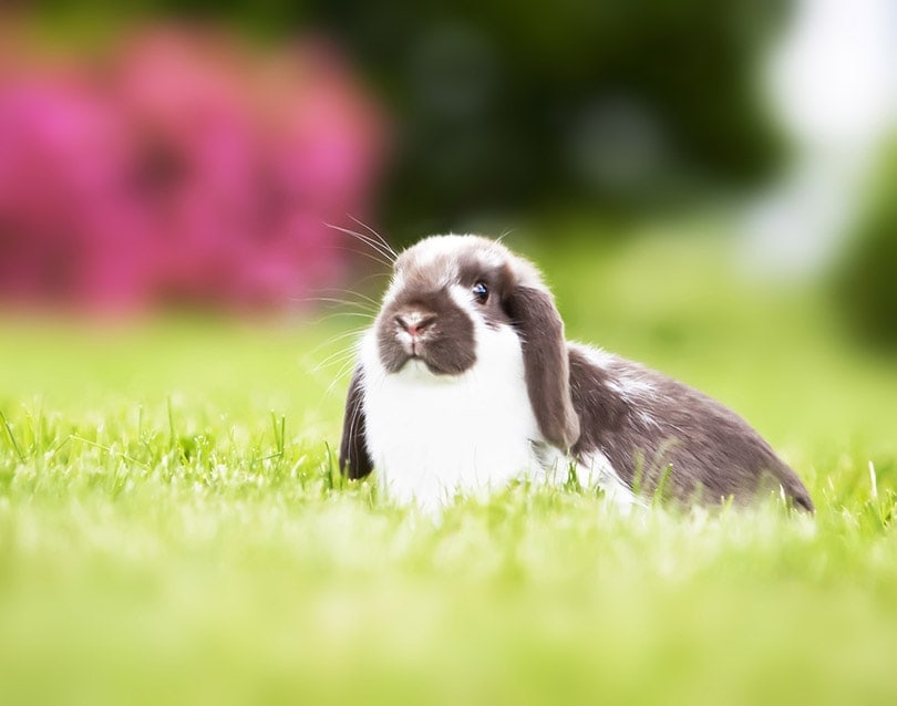 Mini lop rabbit playing in field of grass