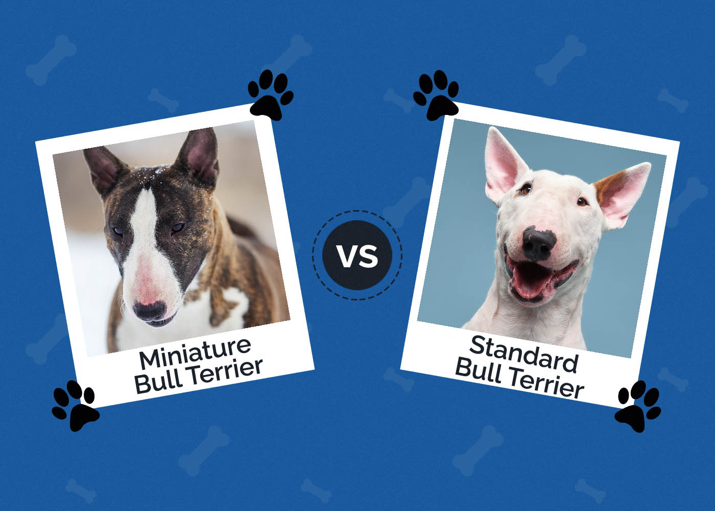 Miniature Bull Terrier vs Standard Bull Terrier