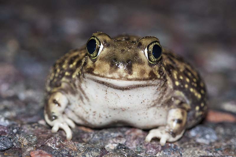 North American spadefoot toad
