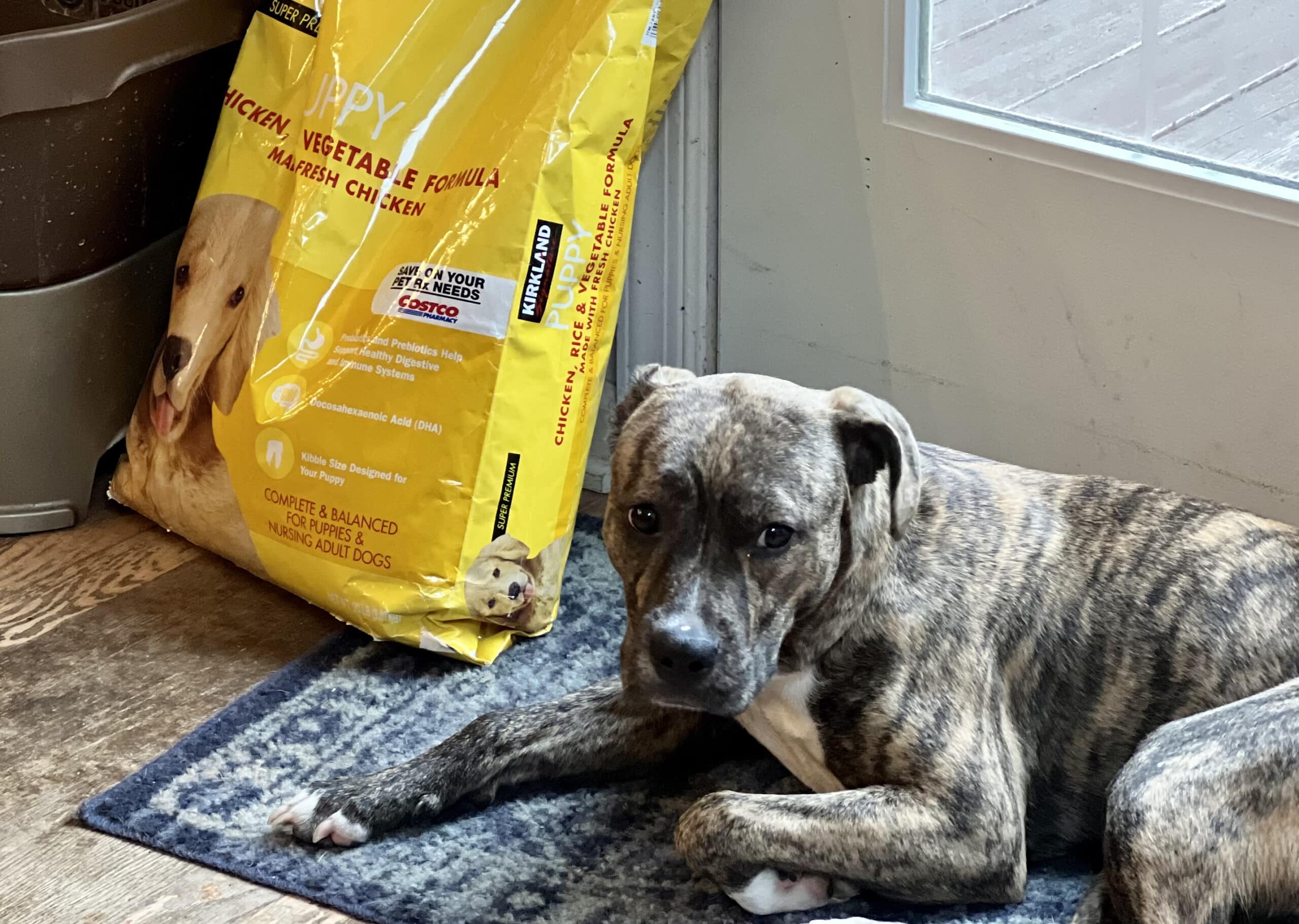 Kirkland (Costco) Dog Food Review 2023 Recalls, Pros Cons, 54 OFF