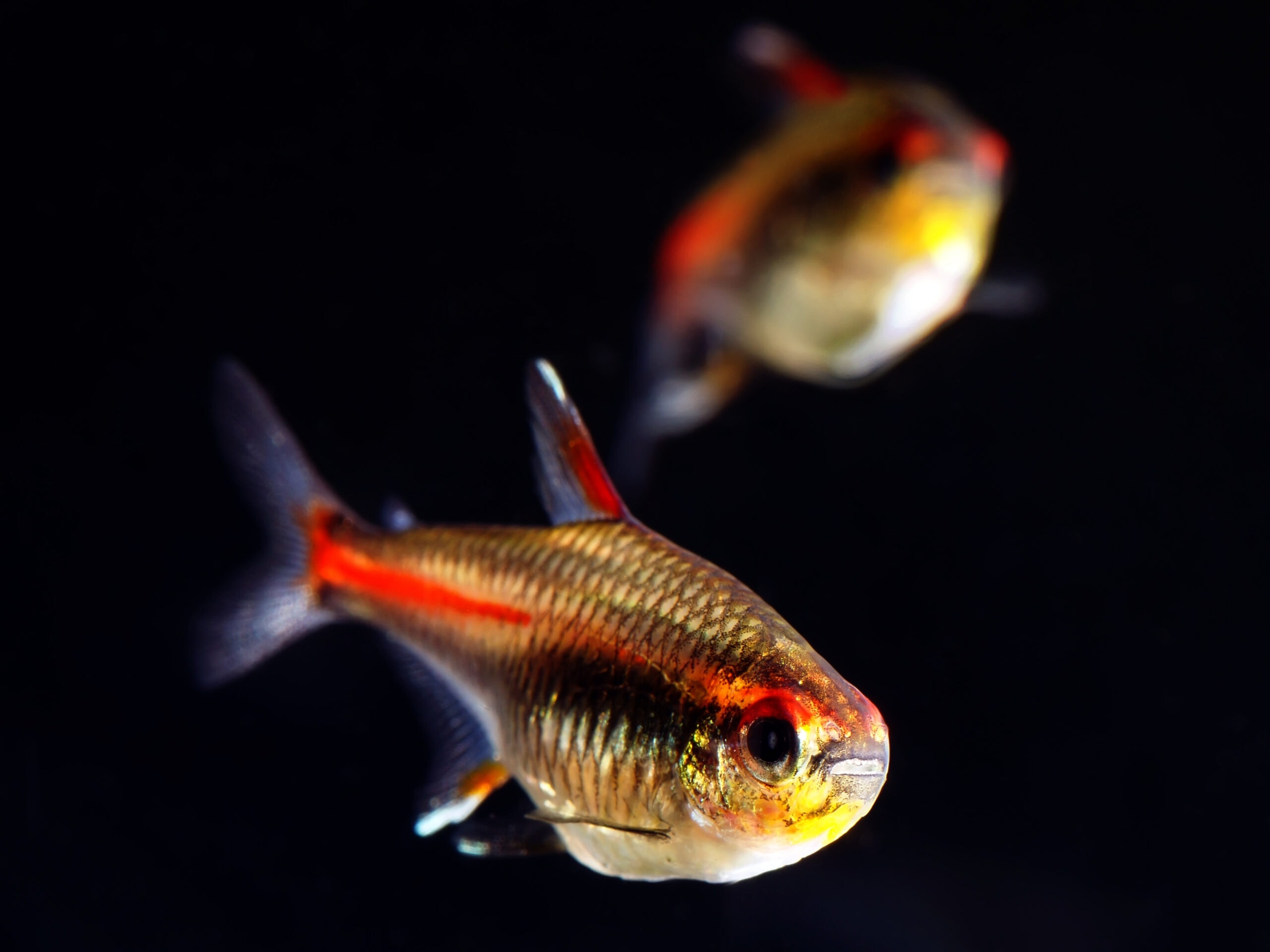 Pair of Glowlight Tetra Fish in a Black Background
