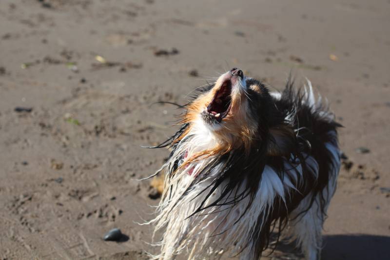 Papillon dog howling at beach