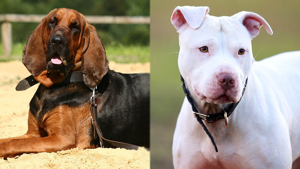 Parent Breeds of Bloodhound Pitbull Mix