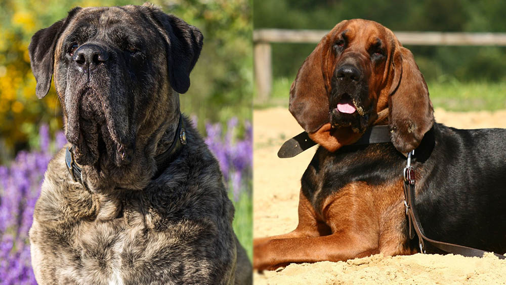 Parent Breeds of Mastiff Bloodhound Mix