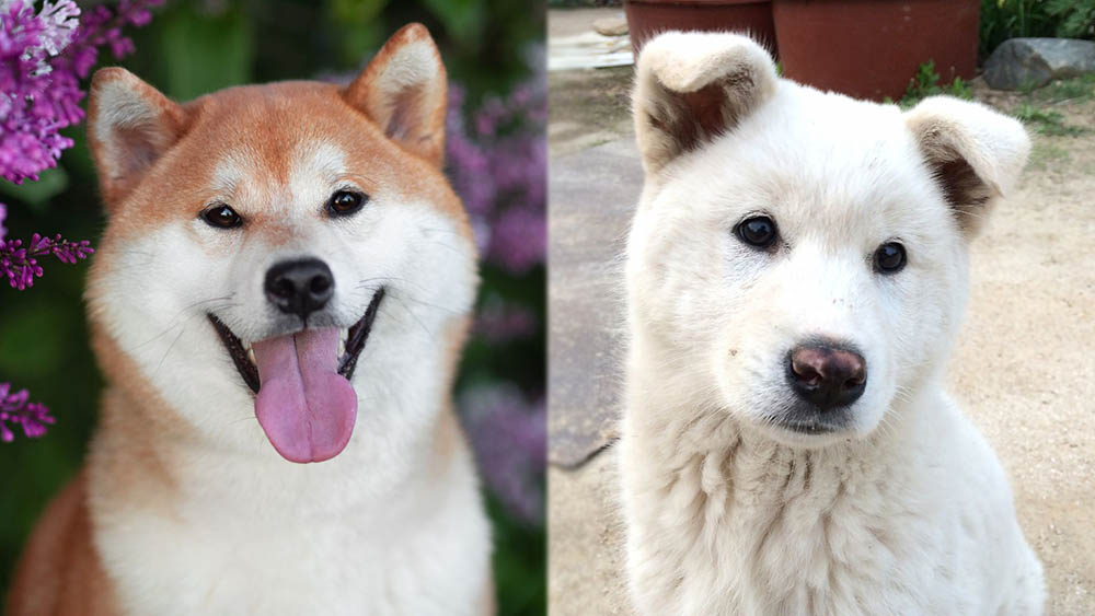 Parent Breeds of Shiba Jindo Mix