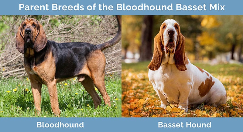 Basset hound shop and bloodhound