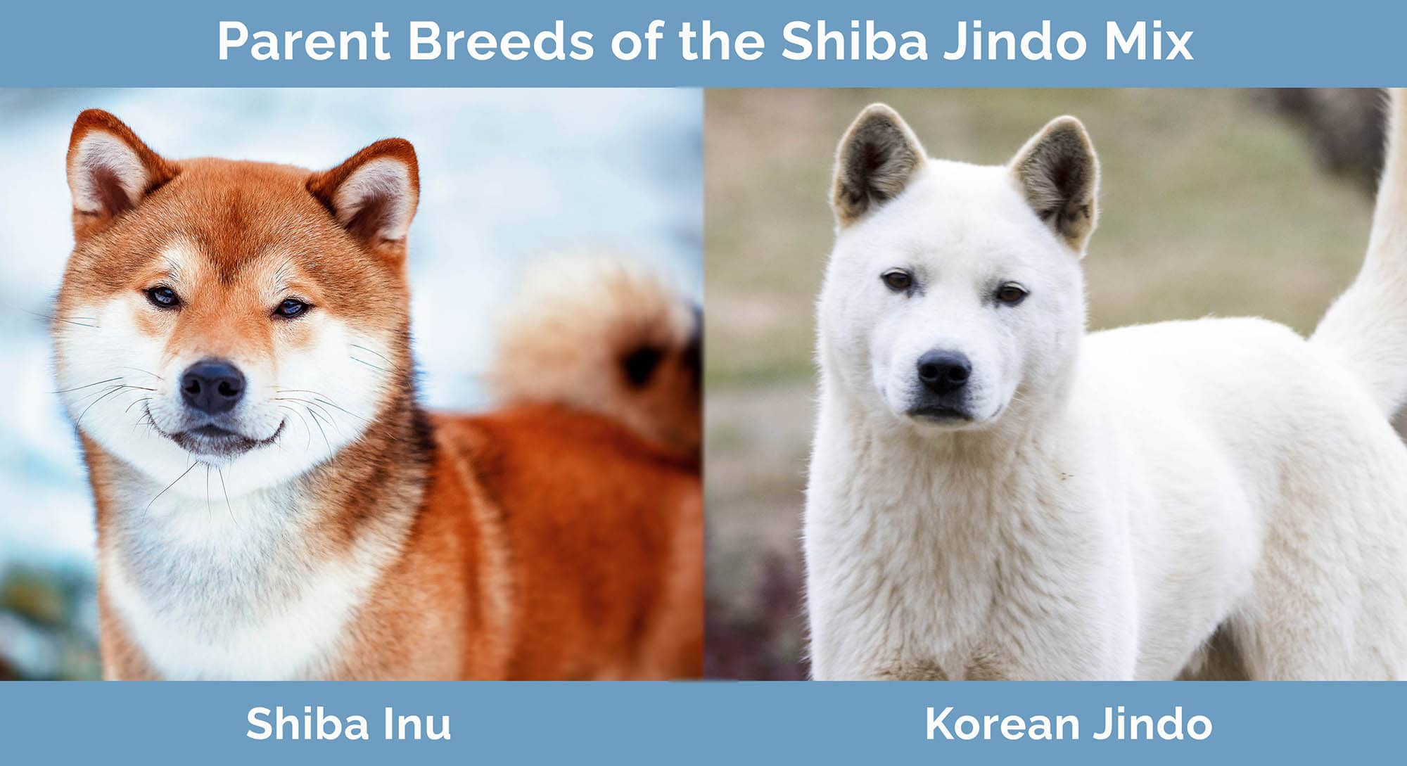 Shiba Jindo Mix: Info, Pictures, Characteristics & Facts | Hepper